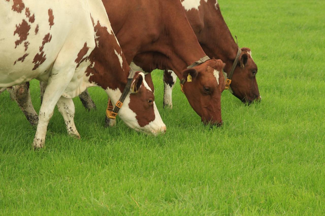 Appartamento Boerderij De Aarnink Heeten Esterno foto