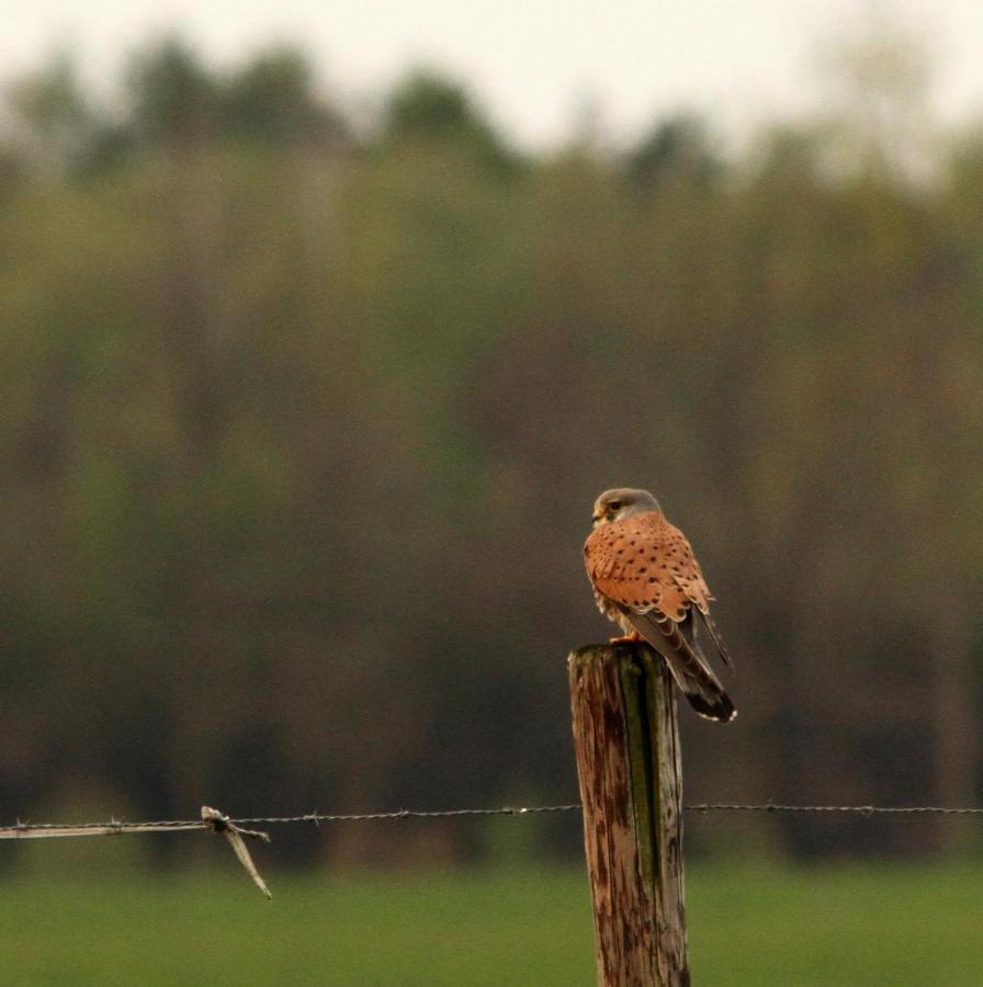 Appartamento Boerderij De Aarnink Heeten Esterno foto